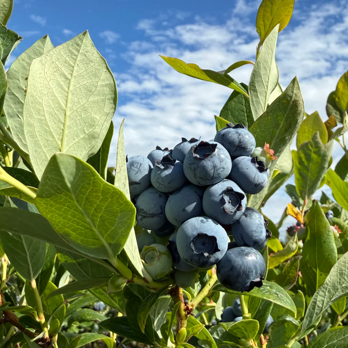 BC Local Blueberry Season Has Officially Arrived 🫐