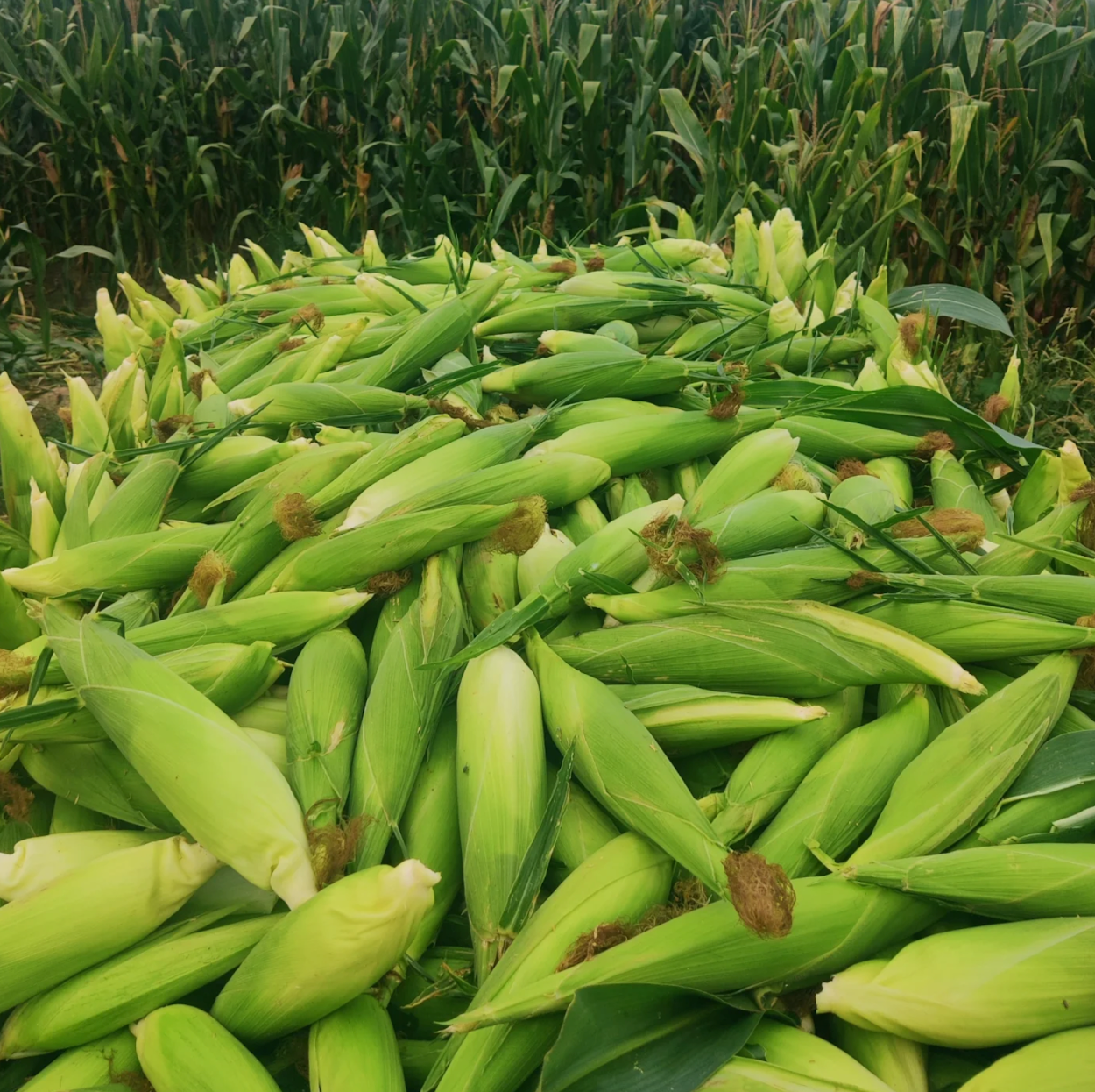 Freshly Picked Today – BC Chilliwack Sweet Corn Is Here! 🌽