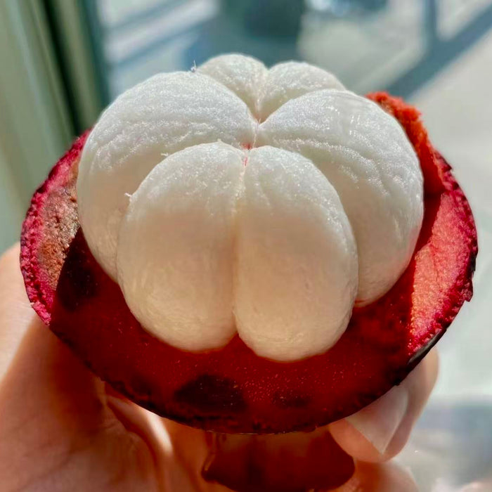 Indonesia Air-Flown Mangosteen – Premium Sweet Tropical Fruit