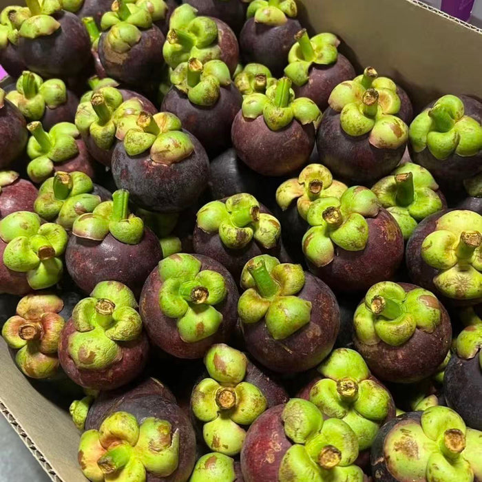 Indonesia Air-Flown Mangosteen – Premium Sweet Tropical Fruit