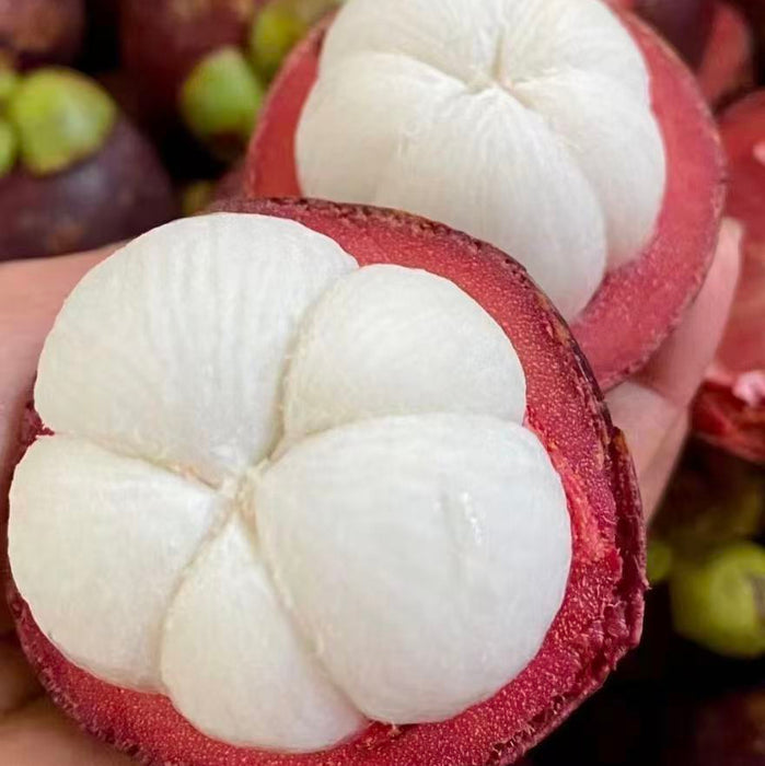 Indonesia Air-Flown Mangosteen – Premium Sweet Tropical Fruit