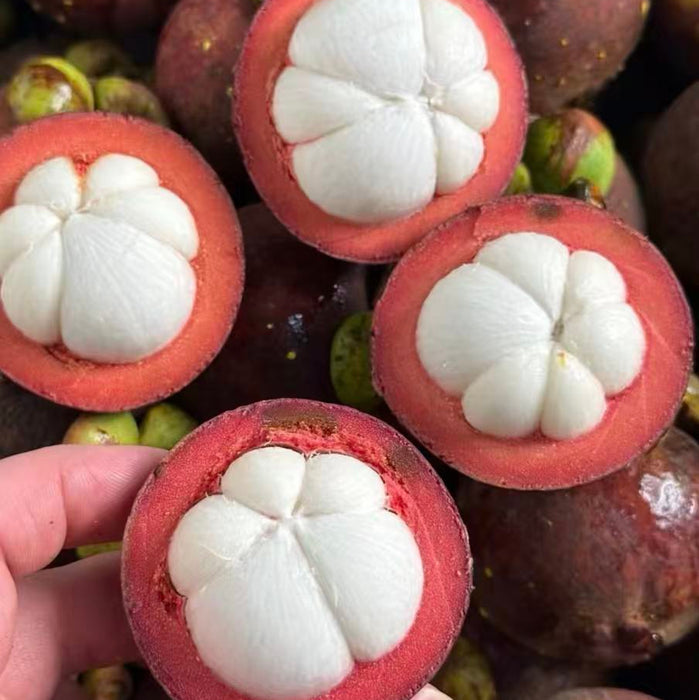 Indonesia Air-Flown Mangosteen – Premium Sweet Tropical Fruit