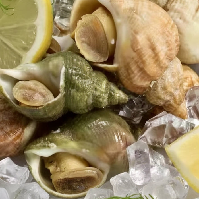 Canadian Wild Frozen Jade Whelk – Premium Cooked Sea Snail