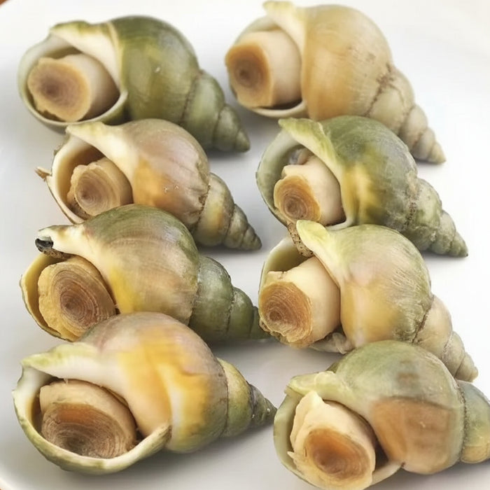 Canadian Wild Frozen Jade Whelk – Premium Cooked Sea Snail