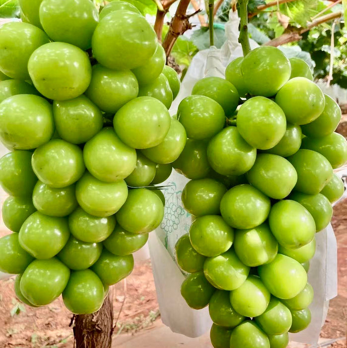Premium Korean Shine Grapes (1Kg)
