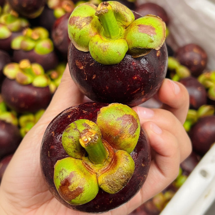 Indonesia Air-Flown Mangosteen – Premium Sweet Tropical Fruit