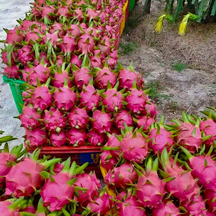 Vietnam Air-Flown Dragon Fruit – Premium Red & White Flesh Pitaya