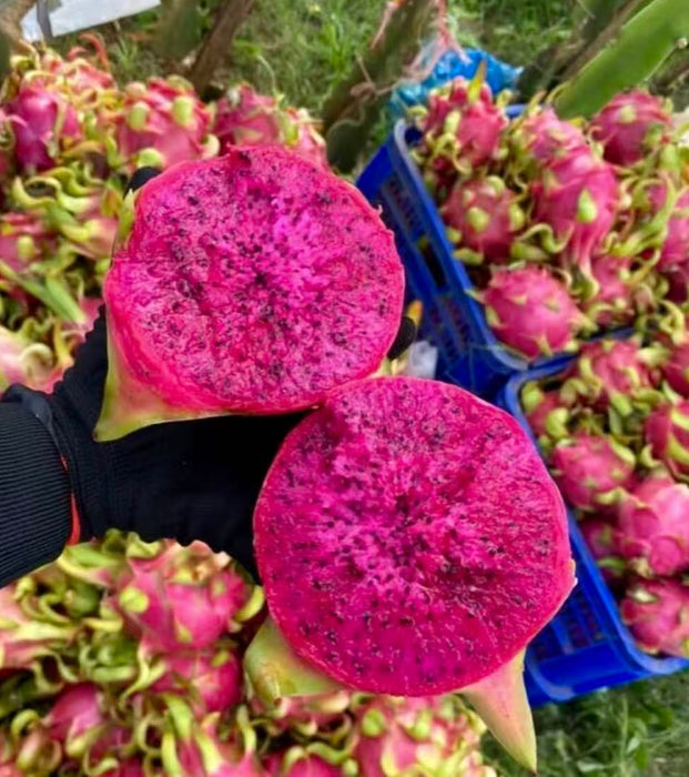 Vietnam Air-Flown Dragon Fruit – Premium Red & White Flesh Pitaya