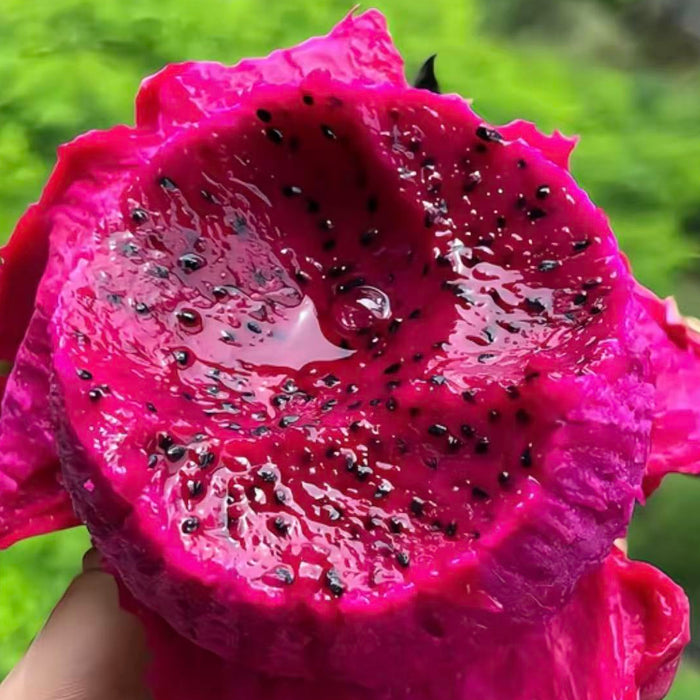 Vietnam Air-Flown Dragon Fruit – Premium Red & White Flesh Pitaya