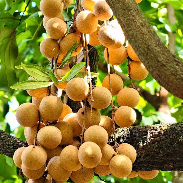 Vietnam Air Flown Premium Longan – Small Seed, Juicy & Sweet (1KG / 10KG)