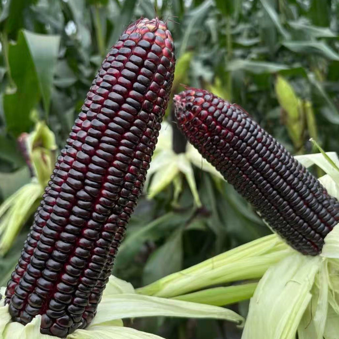 Premium Glutinous Corn Selection – Yellow, Black & White Waxy Corn
