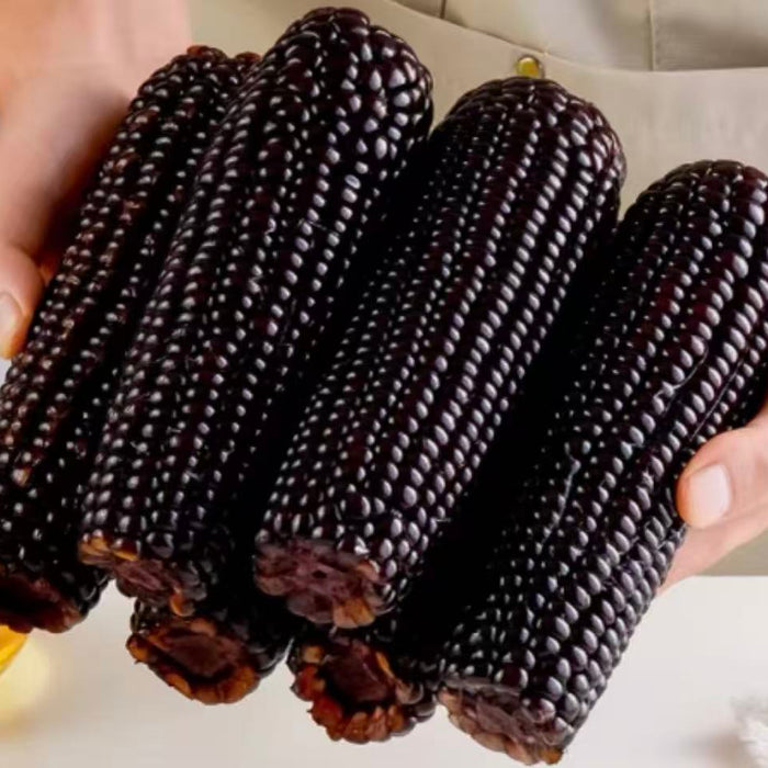 Premium Glutinous Corn Selection – Yellow, Black & White Waxy Corn