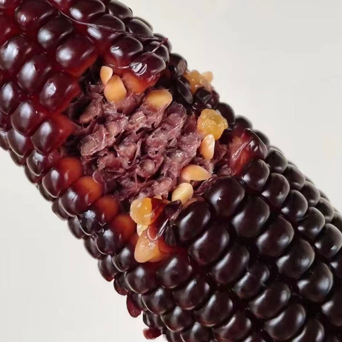 Premium Glutinous Corn Selection – Yellow, Black & White Waxy Corn