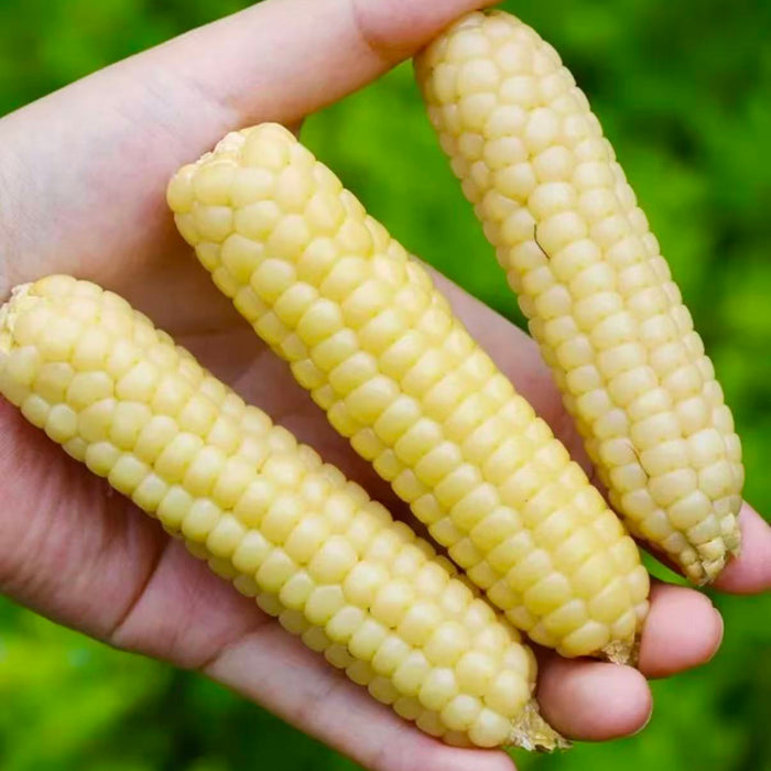 Fresh Yunnan baby corn – Tender, Sweet & Vacuum Packed