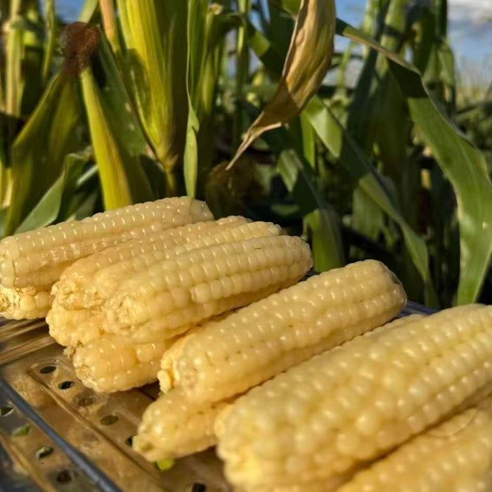Fresh Yunnan baby corn – Tender, Sweet & Vacuum Packed