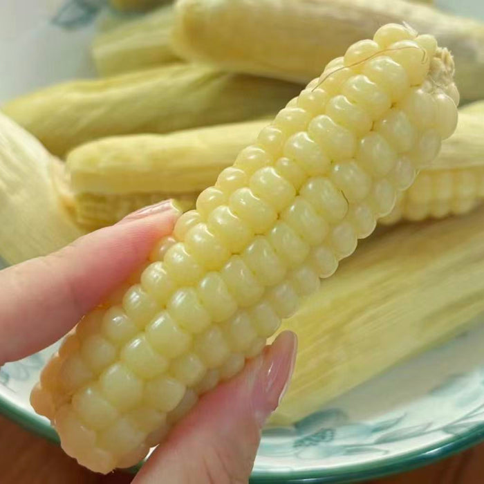 Fresh Yunnan baby corn – Tender, Sweet & Vacuum Packed