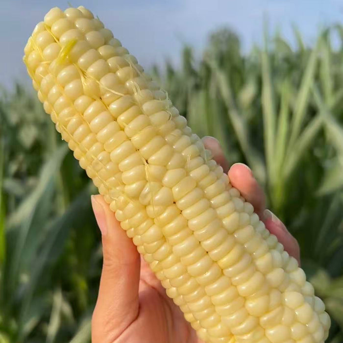 Premium Glutinous Corn Selection – Yellow, Black & White Waxy Corn