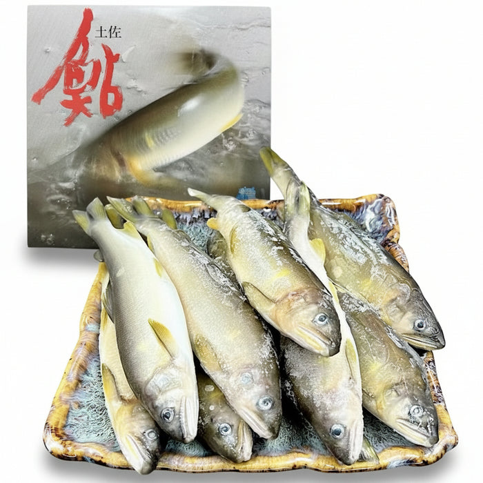 Premium プレミアム鮎 Japanese Frozen Ayu Fish (Sweetfish) （1Kg）