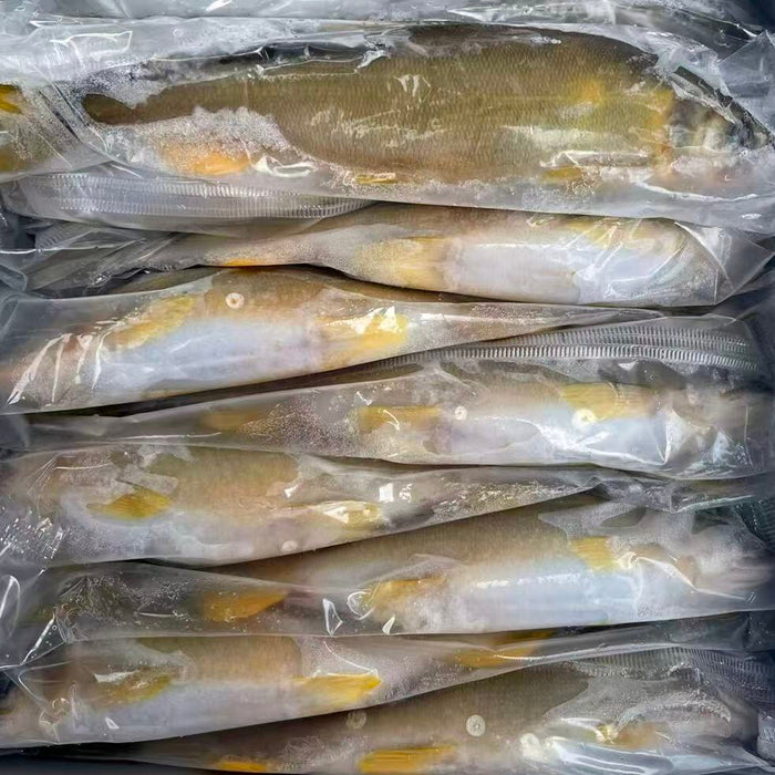 Premium プレミアム鮎 Japanese Frozen Ayu Fish (Sweetfish) （1Kg）