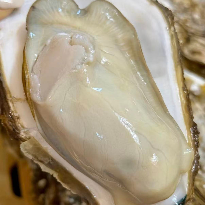 Wild Deep Sea Oysters 🦪 – Vancouver Island  (Pre-Order Item) Doz Price