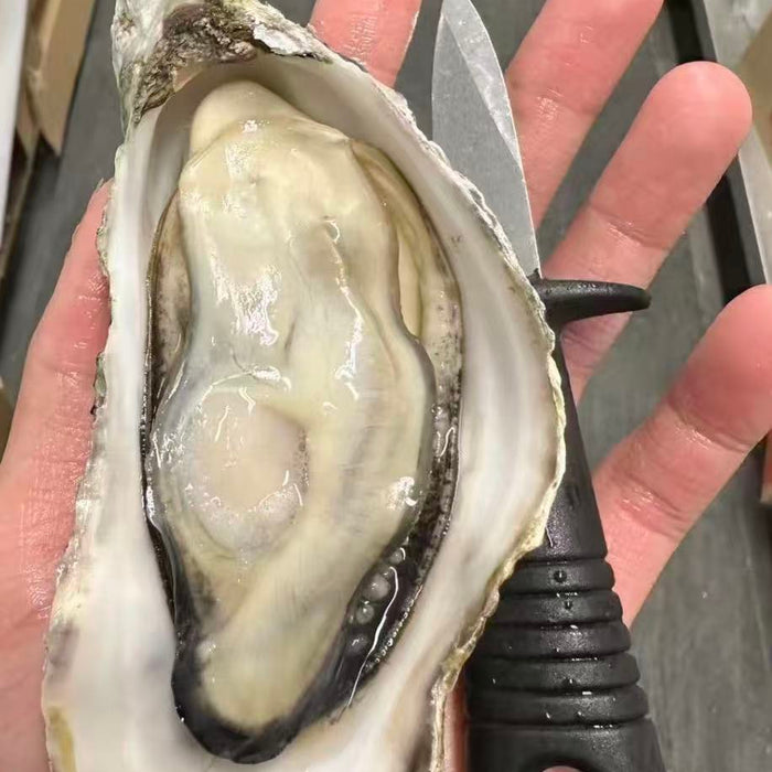 Wild Deep Sea Oysters 🦪 – Vancouver Island  (Pre-Order Item) Doz Price