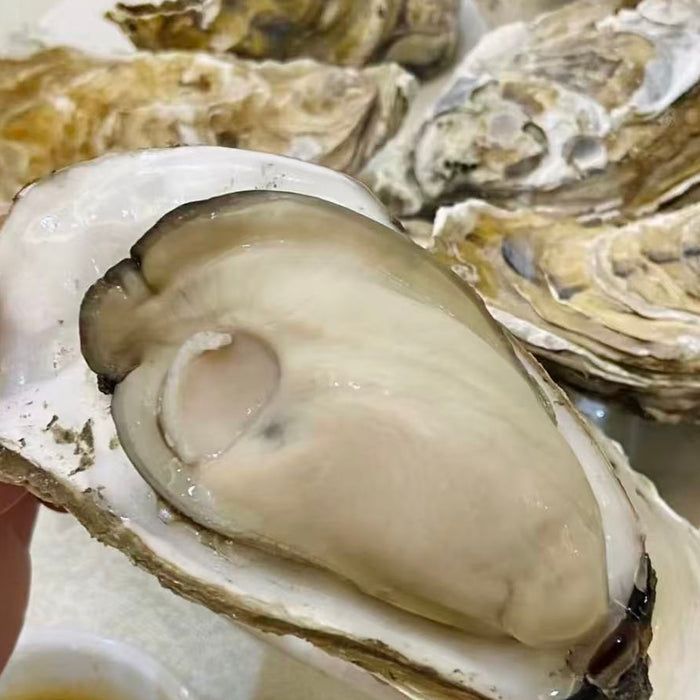 Wild Deep Sea Oysters 🦪 – Vancouver Island  (Pre-Order Item) Doz Price