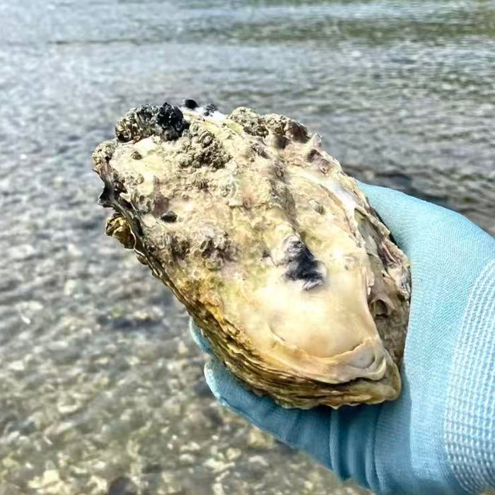 Wild Deep Sea Oysters 🦪 – Vancouver Island  (Pre-Order Item) Doz Price