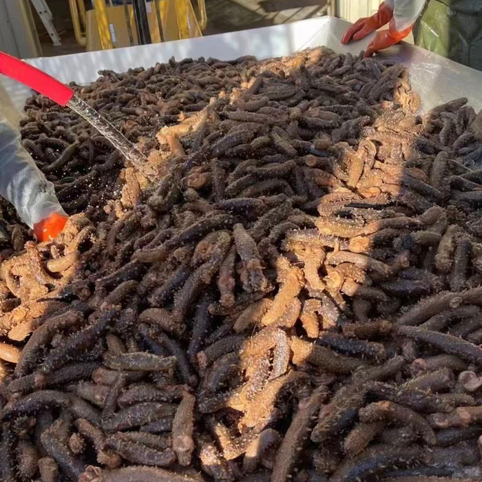 BC Local Frozen Sea Cucumber & Sea Cucumber Meat