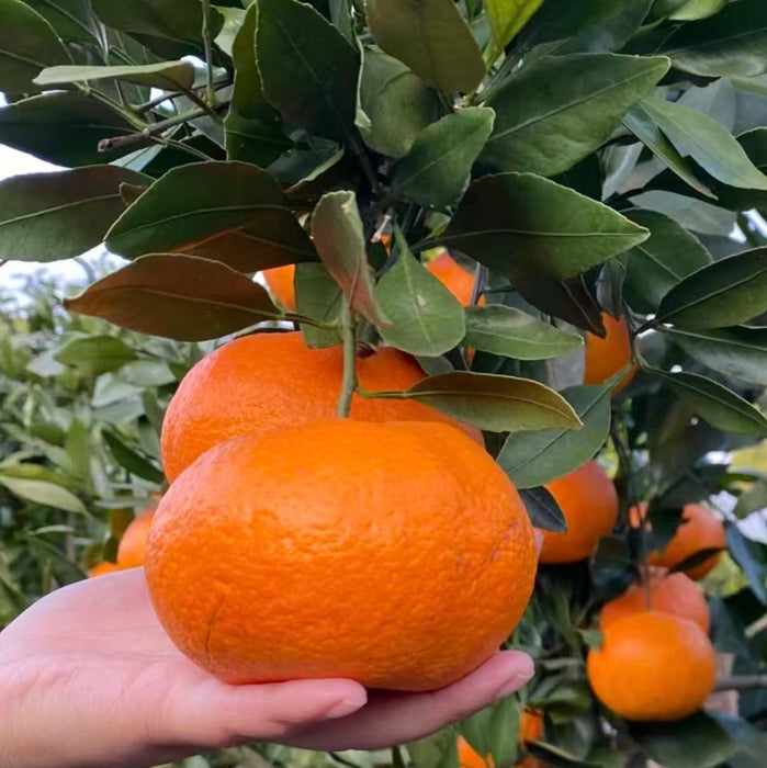 🍊✨ Premium Chinese Kimpin  Mandarin “Cunjindi Kampyo” Citrus ✨🍊 3Kg Premium Gift Box