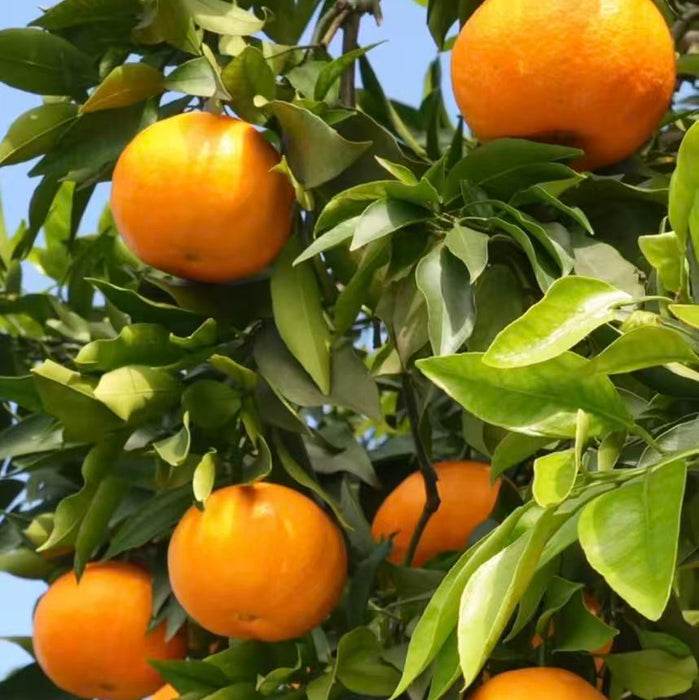 🍊✨ Premium Chinese Kimpin  Mandarin “Cunjindi Kampyo” Citrus ✨🍊 3Kg Premium Gift Box