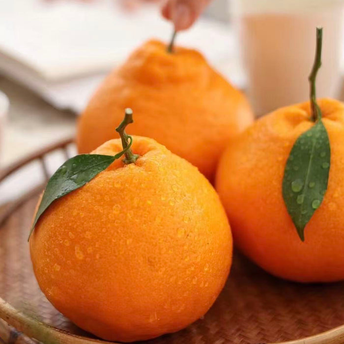 DAYA Mandarin –Thin Peel & Extra Juicy-2.5Kg