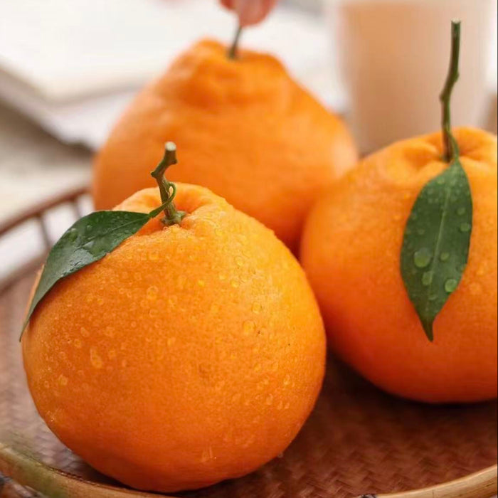 CunJinDi Chun Jian Baba Citrus – Premium Sweet Mandarin 4Kg