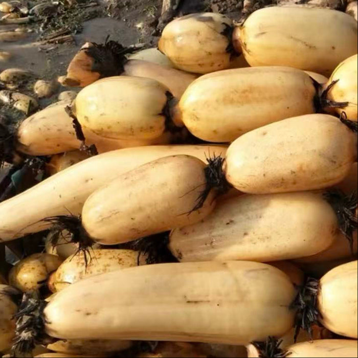 Bahe Lotus Roots – Premium Lotus Root Gift Box