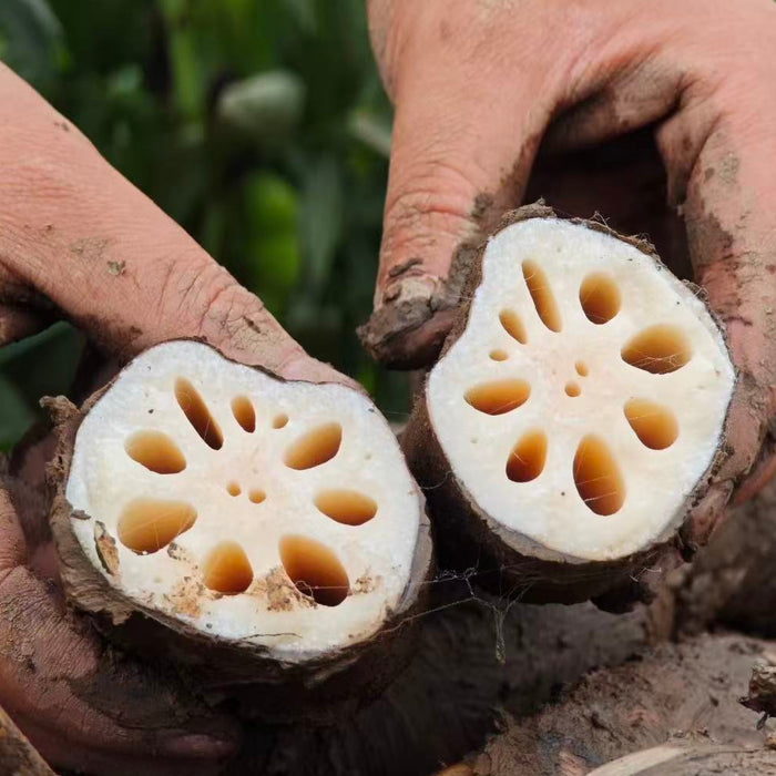 Bahe Lotus Roots – Premium Lotus Root Gift Box