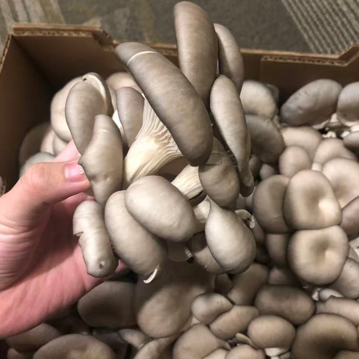 BC Local Farm Fresh Selection – Shiitake, Oyster Mushroom & Yellow Chives