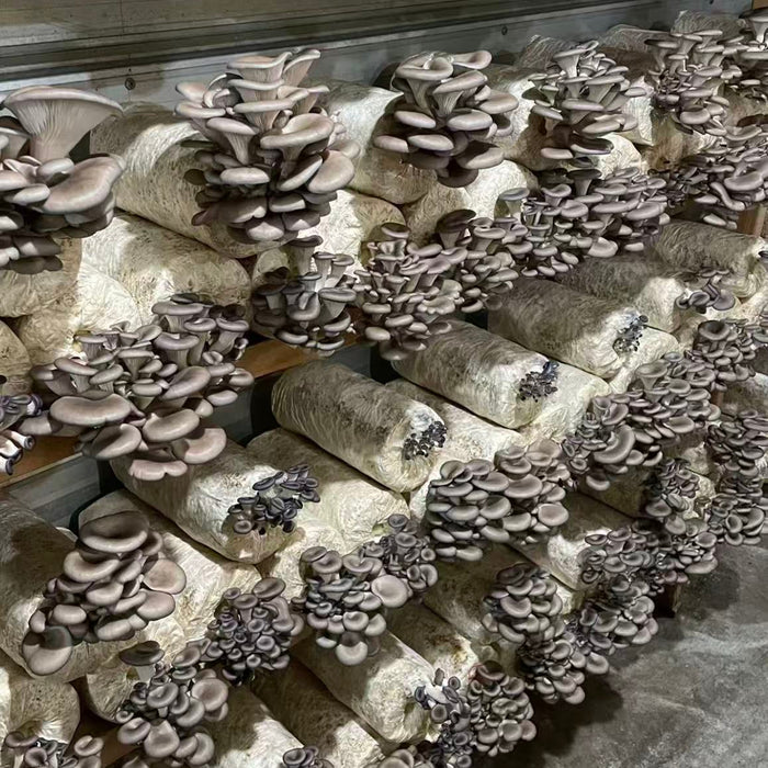 BC Local Farm Fresh Selection – Shiitake, Oyster Mushroom & Yellow Chives