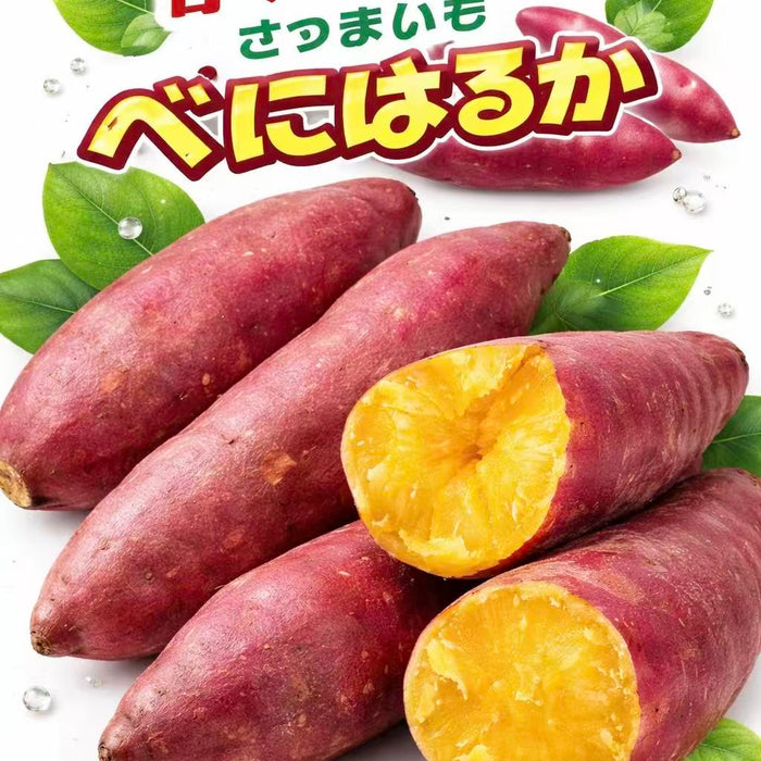 Japanese  やきいも，Yakiimo Kagoshima Anno Sweet Potato