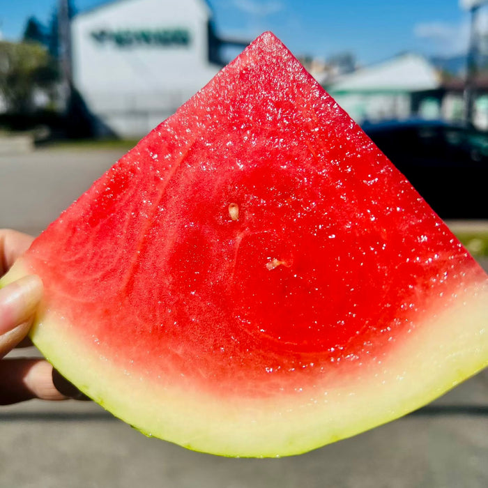 Mexico Seedless Watermelon – Sweet Juicy Red Flesh