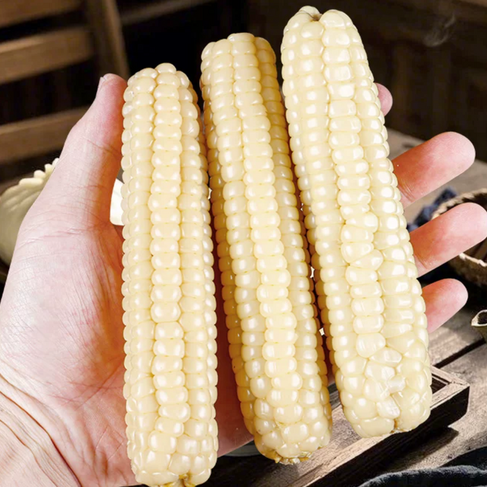 Fresh Yunnan baby corn – Tender, Sweet & Vacuum Packed