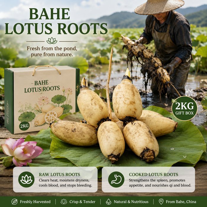 Bahe Lotus Roots – Premium Lotus Root Gift Box