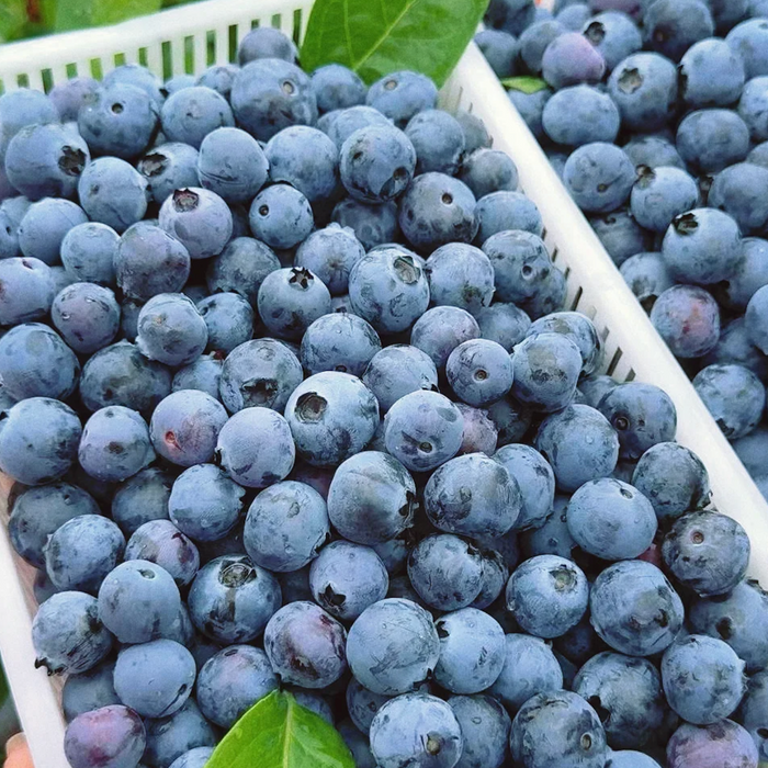🫐 Fresh from BC Orchards – First Harvest of the Season!