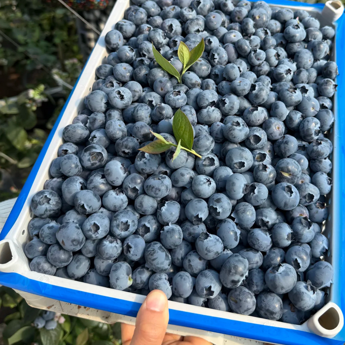 🫐 Fresh from BC Orchards – First Harvest of the Season!