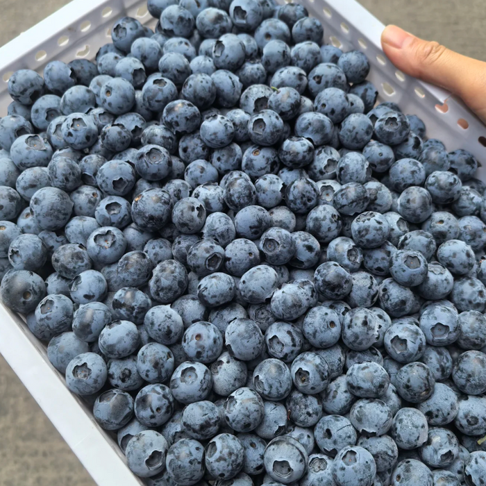 🫐 Fresh from BC Orchards – First Harvest of the Season!