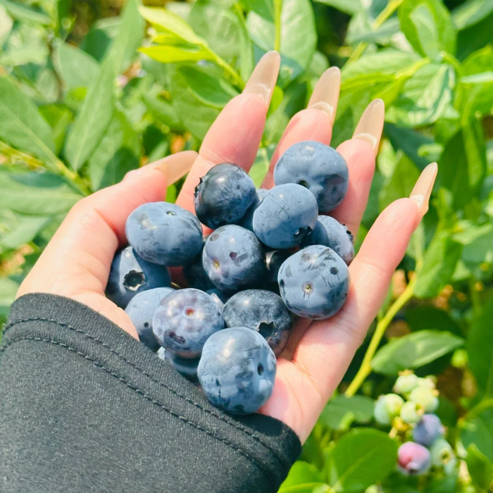 🫐 Fresh from BC Orchards – First Harvest of the Season!