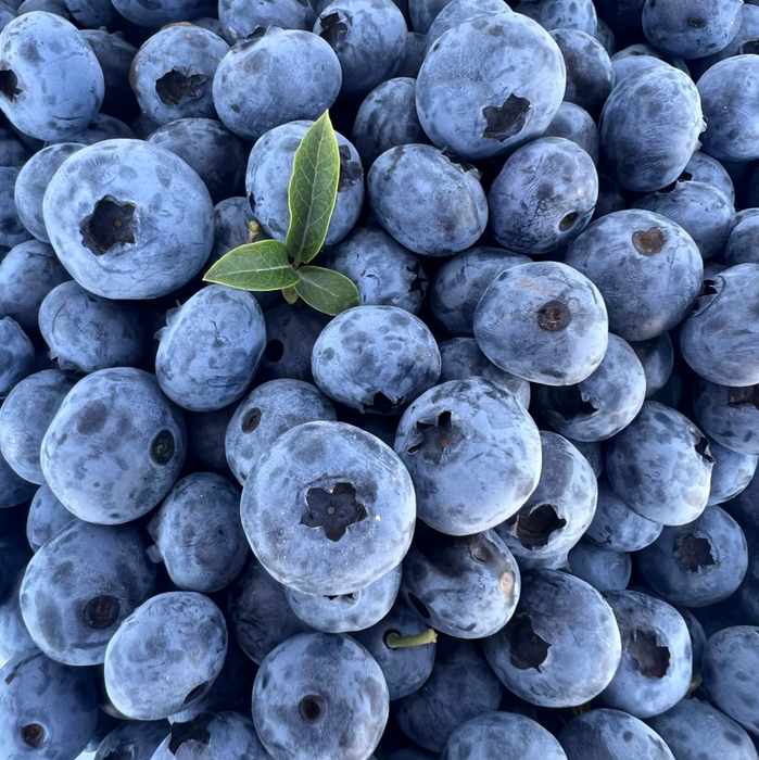 🫐 Fresh from BC Orchards – First Harvest of the Season!