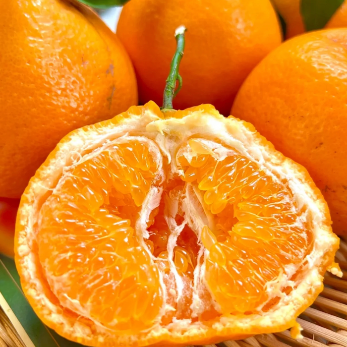 CunJinDi Chun Jian Baba Citrus – Premium Sweet Mandarin 4Kg