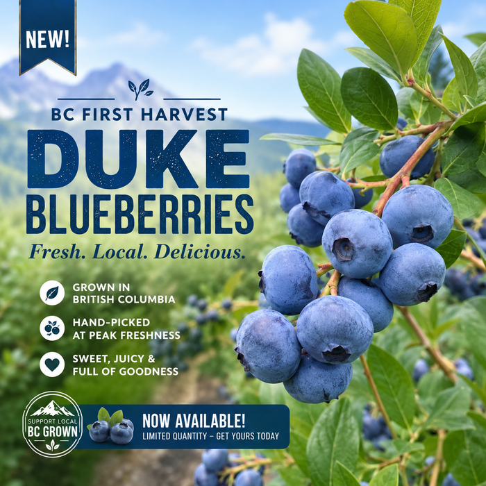🫐 Fresh from BC Orchards – First Harvest of the Season!