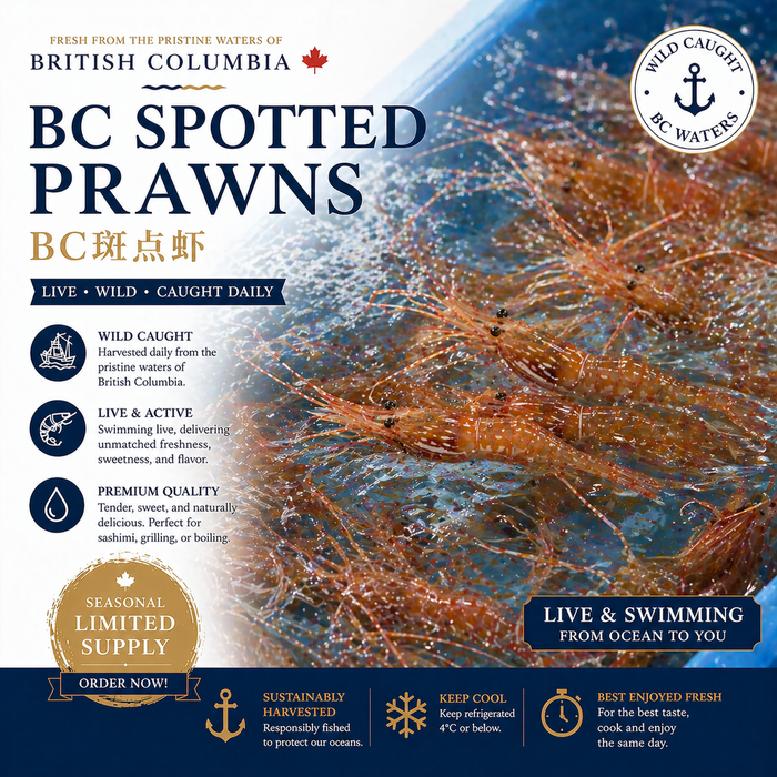 Live BC Spotted Prawns – Limited Seasonal Catch  (Pro-Order Item)🦐🌊