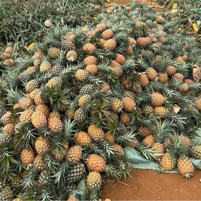 🍍 Mango Pineapple – Hainan Tropical Premium 🍍Spe: 8CT / 6KG / BOX