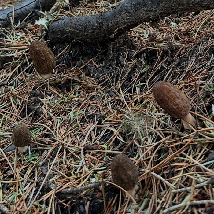 Wild Hand-Picked Morel Mushrooms (Local Harvest)